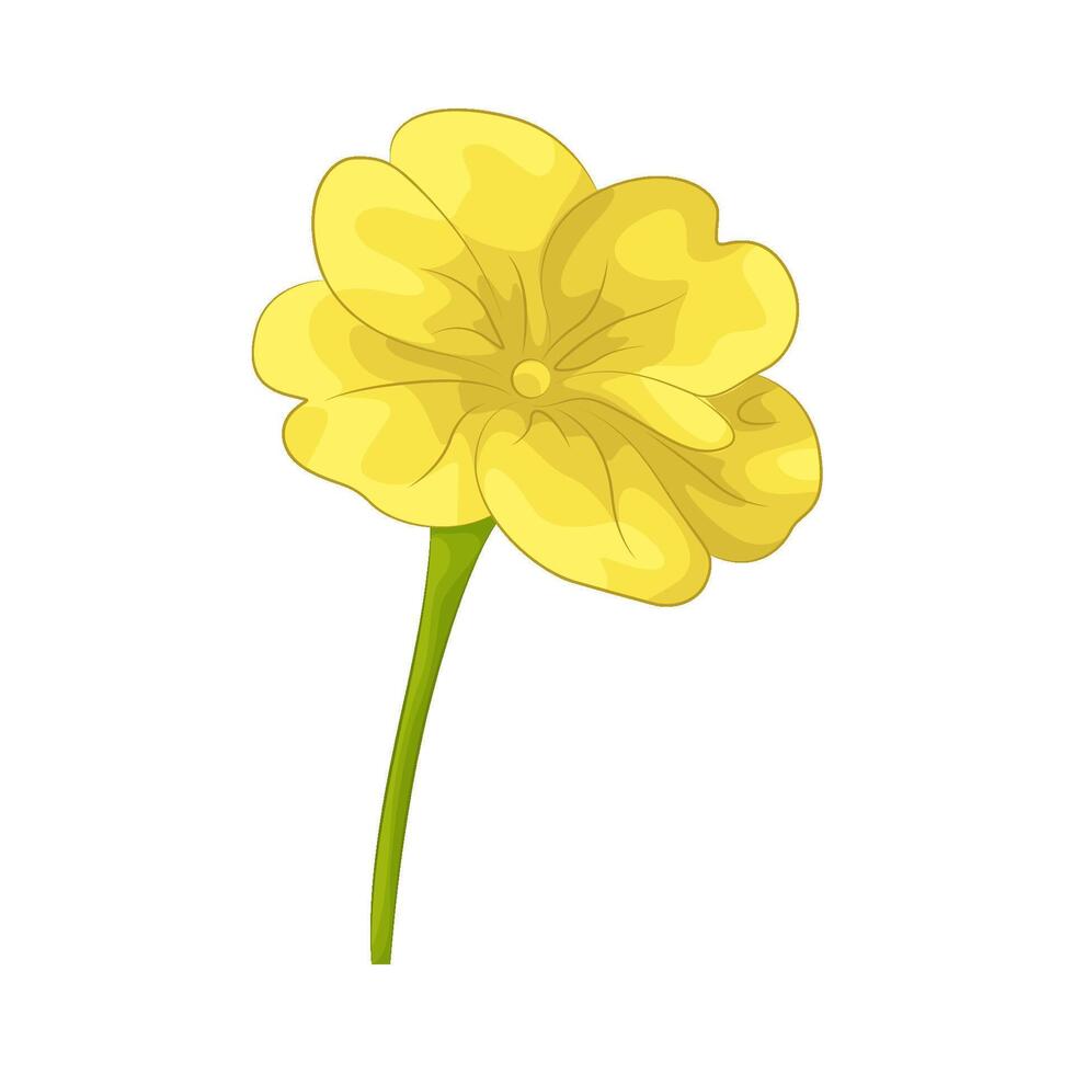 illustration of yellow primrose vector