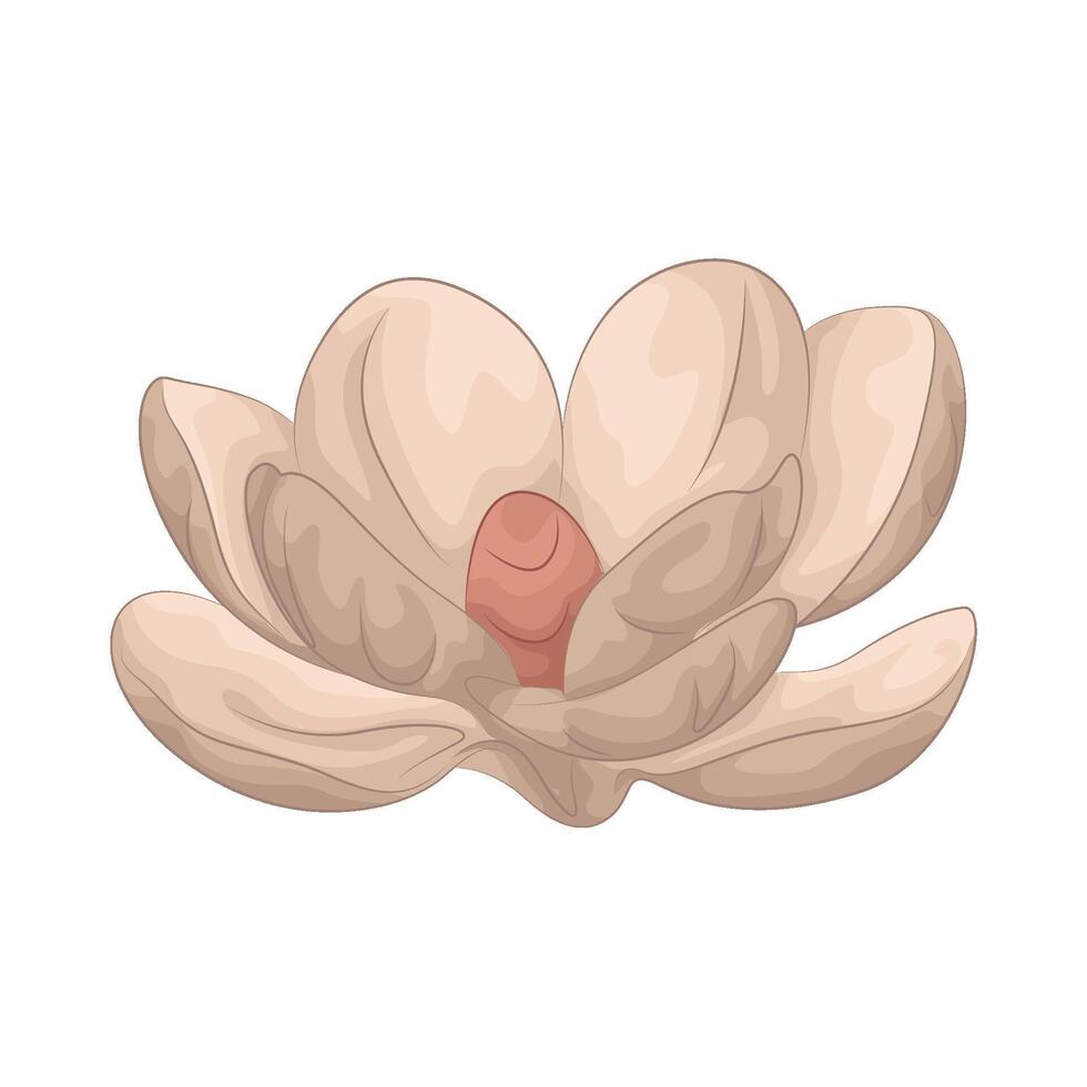 illustration of magnolia vector