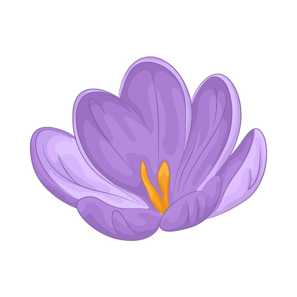 illustration of crocus flower vector