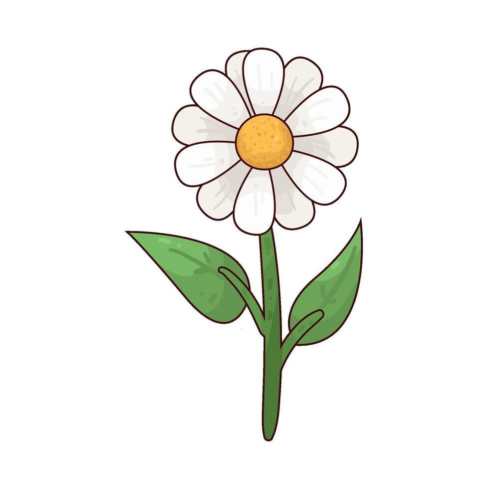 Illustration of daisy vector