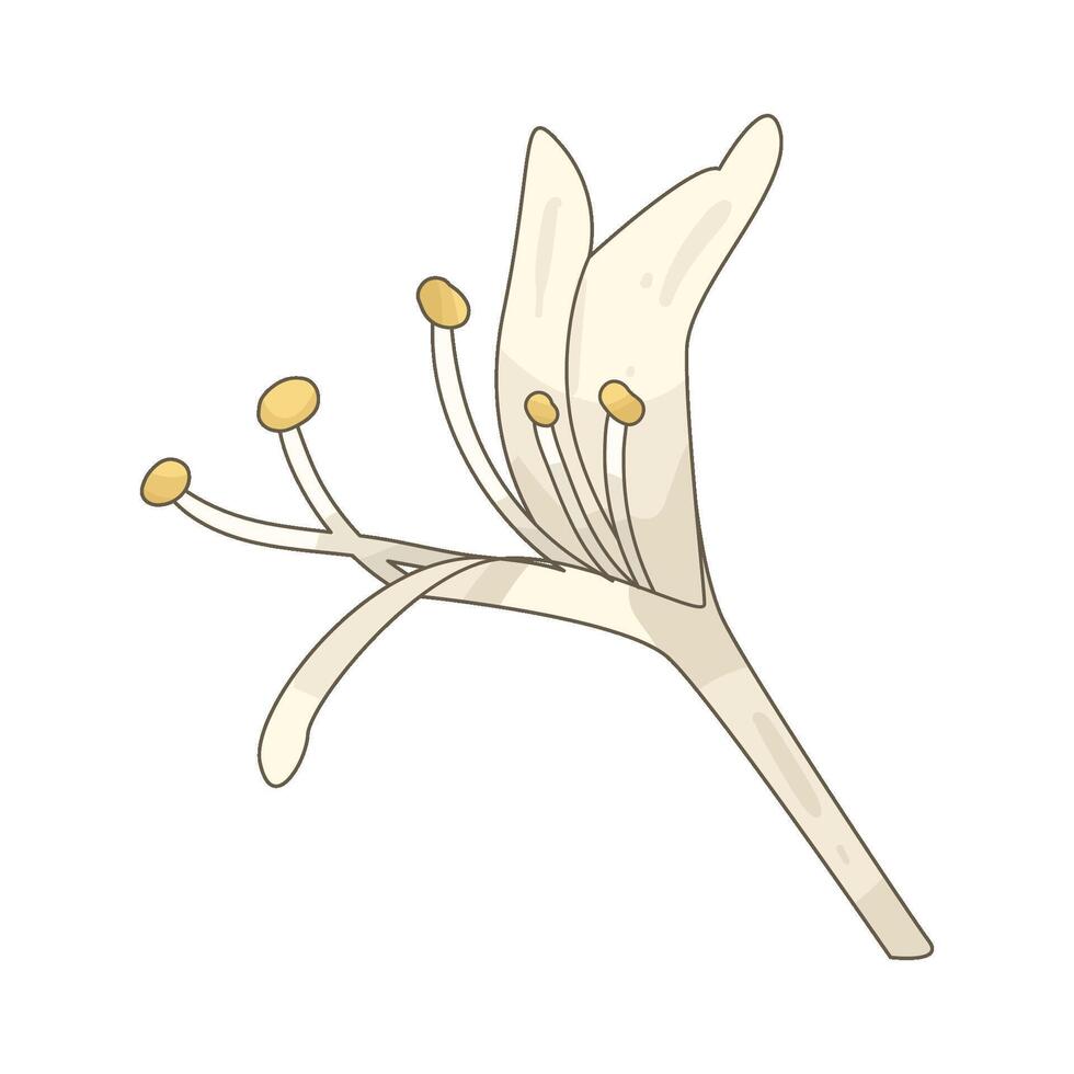 Illustration of white lily vector