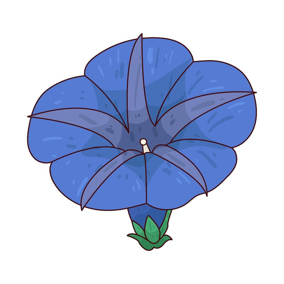 Illustration of blue morning glory vector
