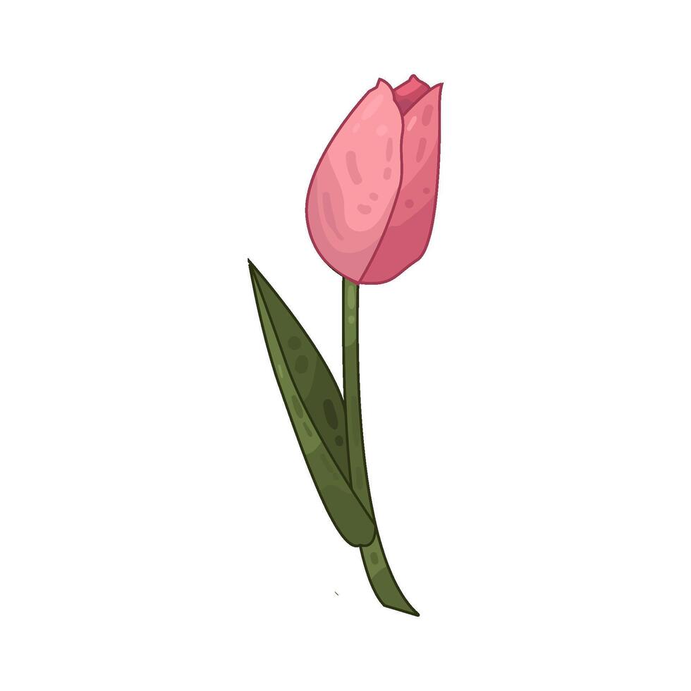 Illustration of tulip vector