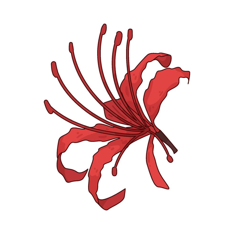 Illustration of red spider lily vector