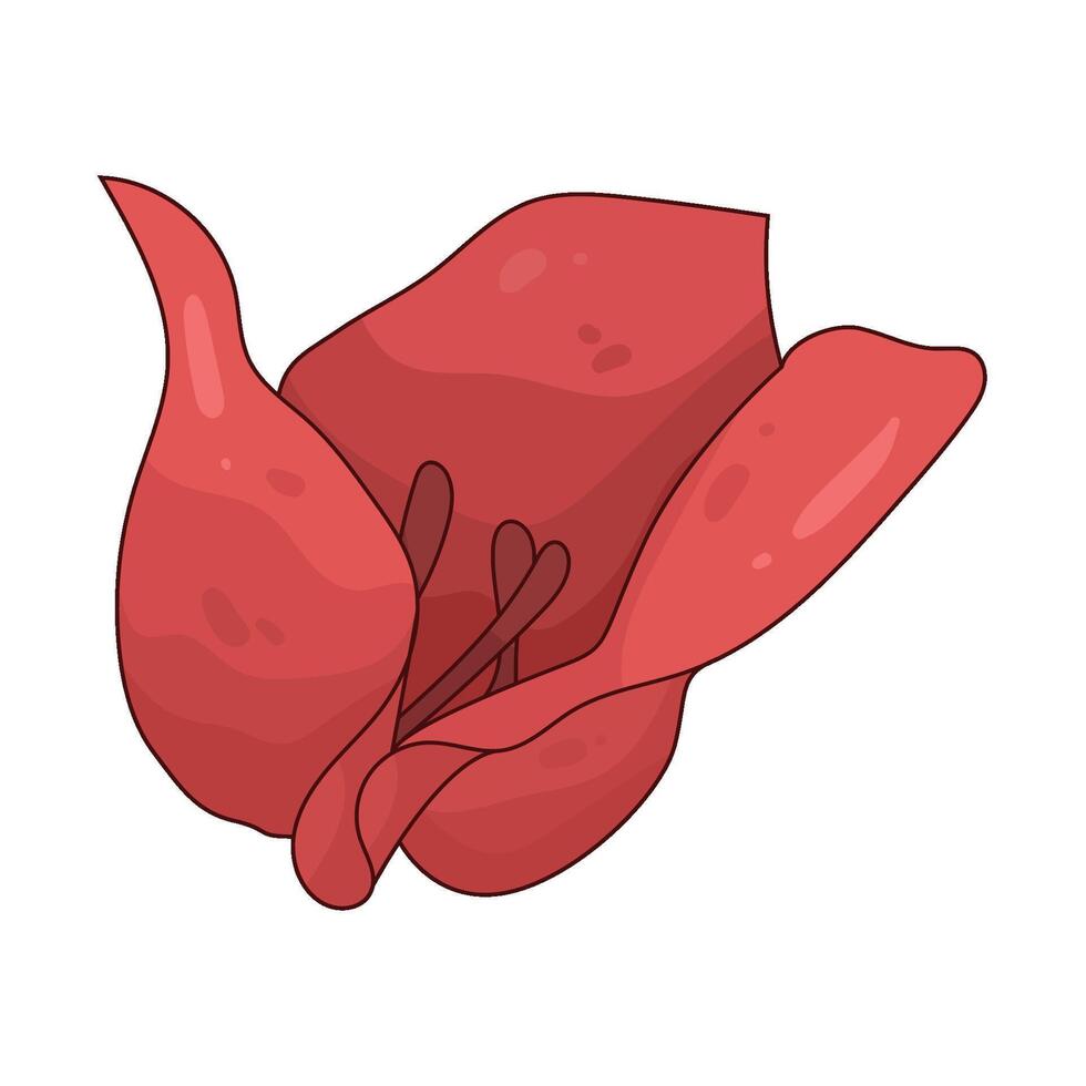 Illustration of red bougainvillea vector