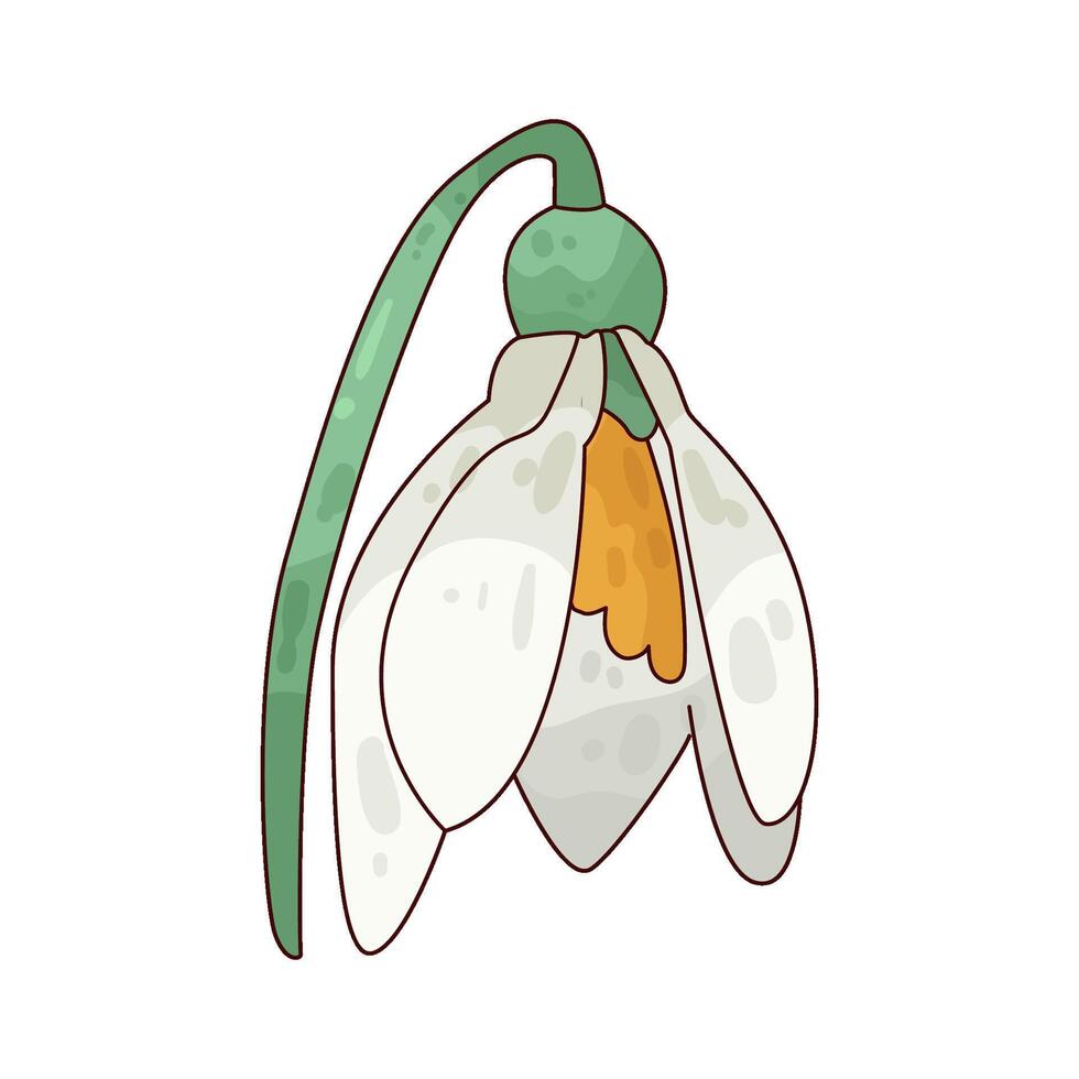 Illustration of snowdrop vector