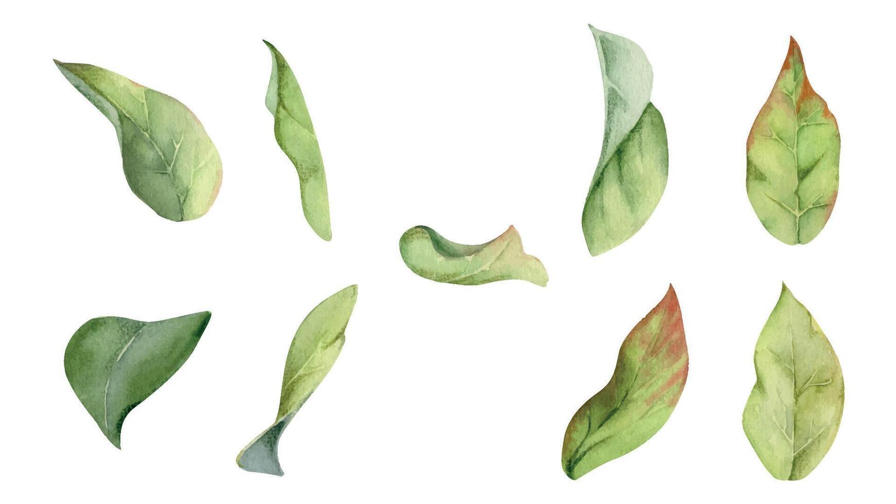 Flower bush tree green leaves foliage hand drawn in watercolor, lilac poplar beech elm pear apple plum. Isolated botanical illustration set. Wedding, florist shop, scrapbooking, decoupage, cosmetics vector