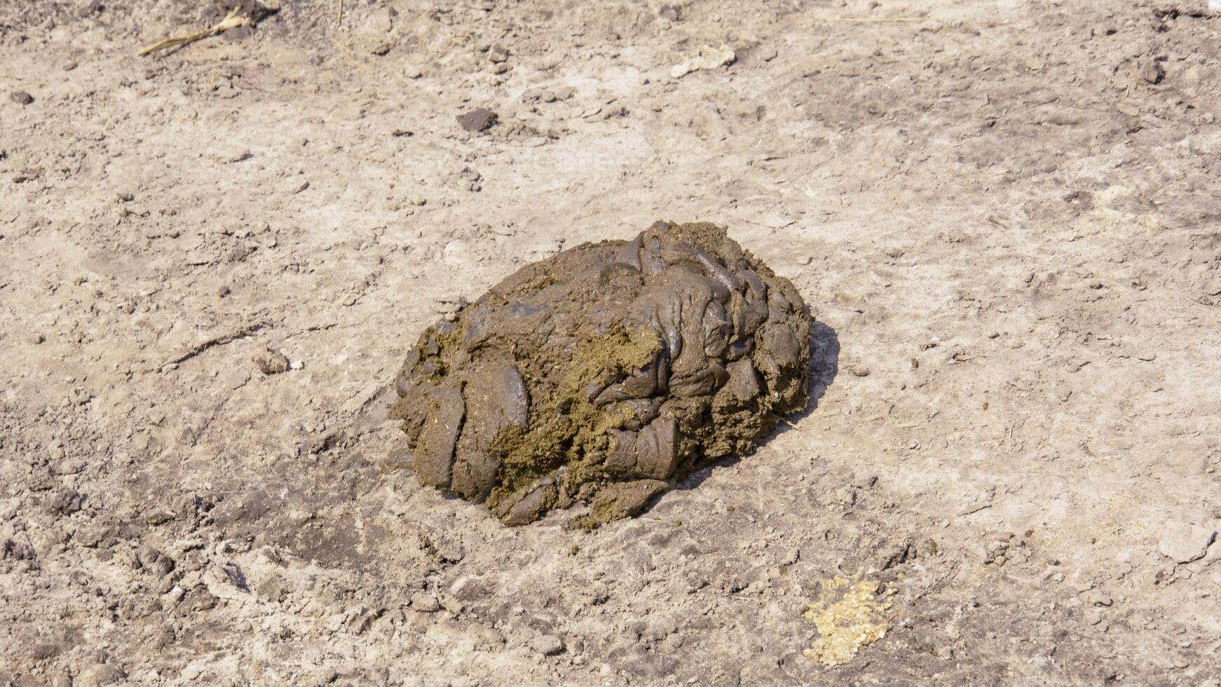A pile of cattle manure on a farm photo