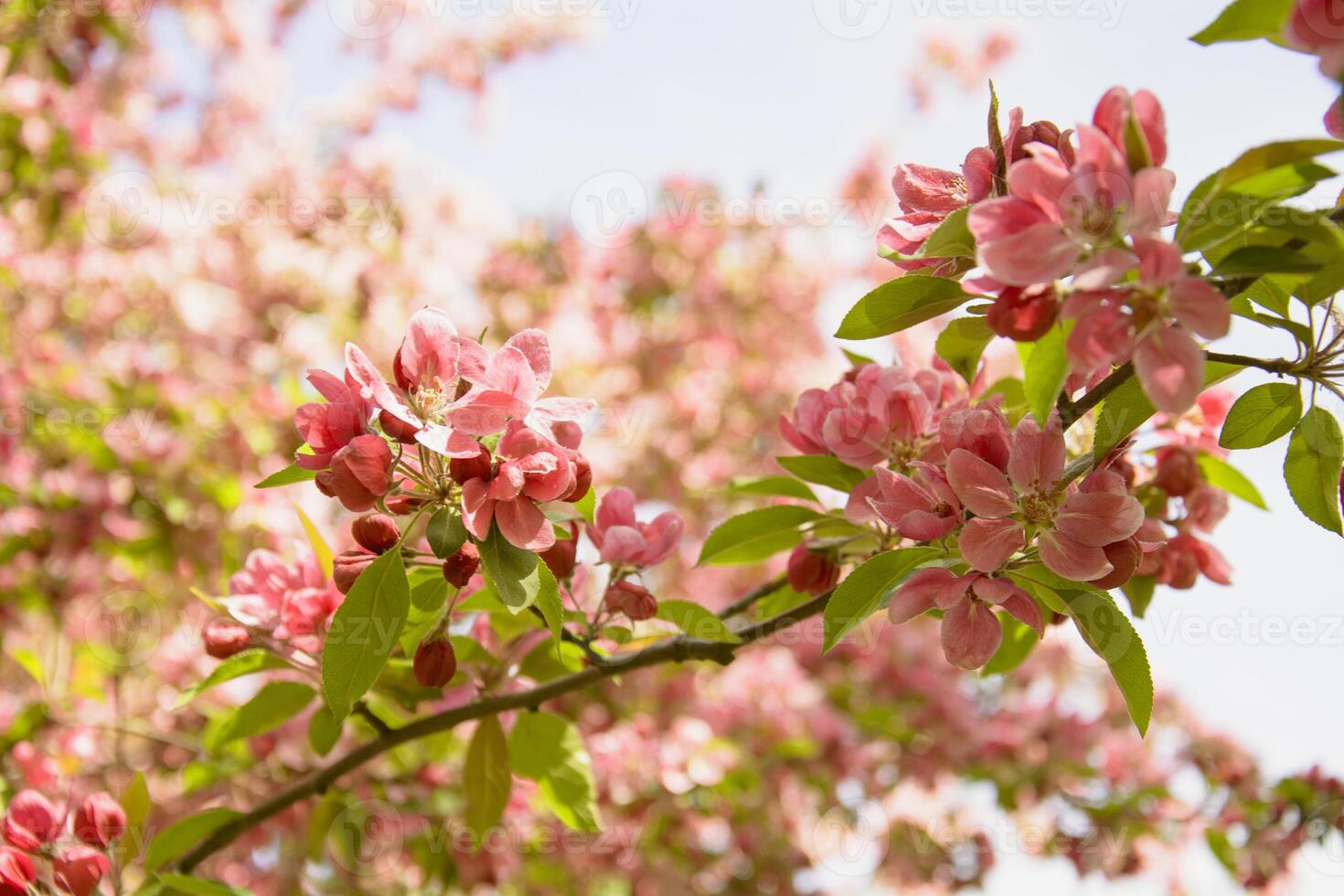 A close up of a tree with pink flowers photo
