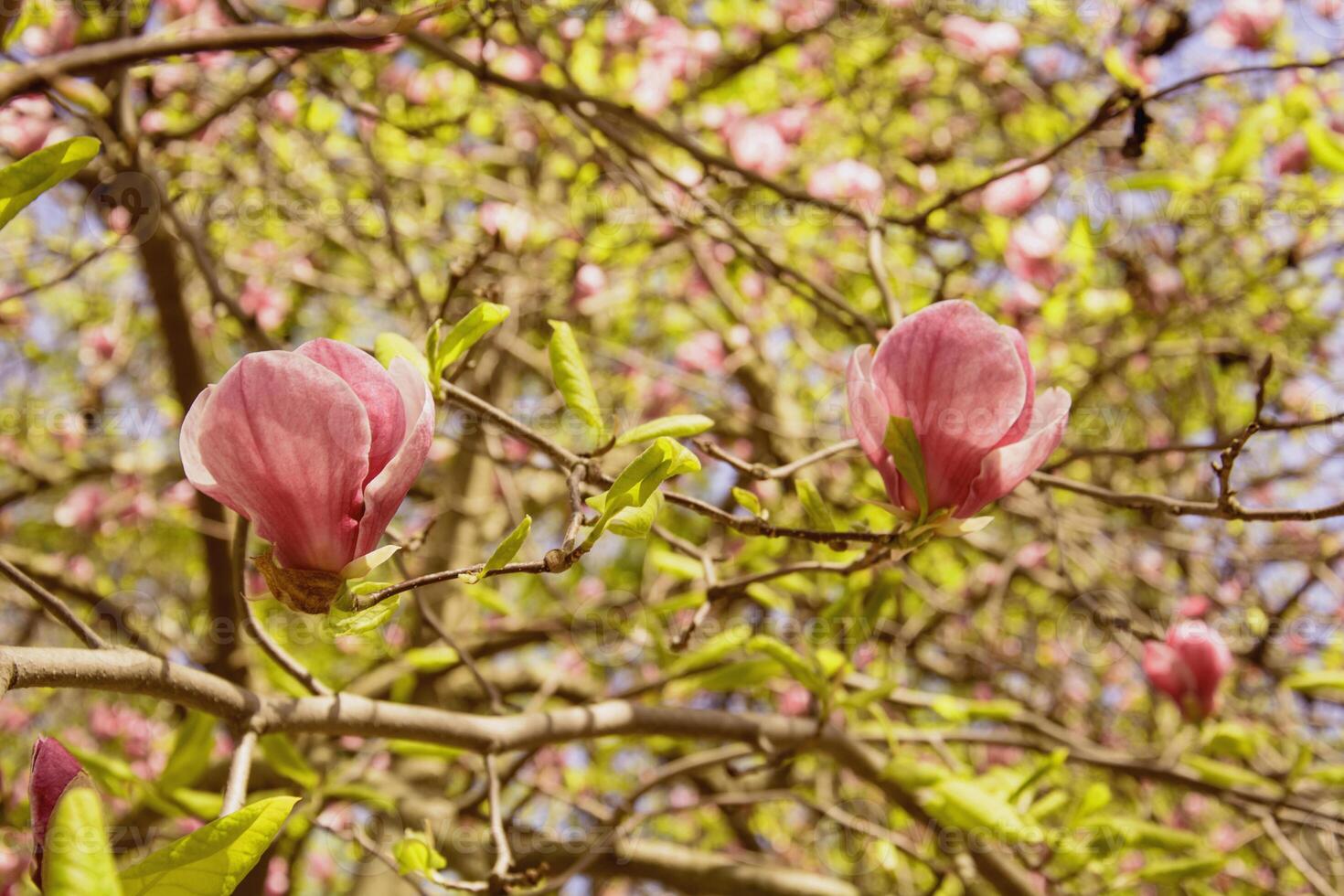 Magnolia flowers in bloom on a tree photo