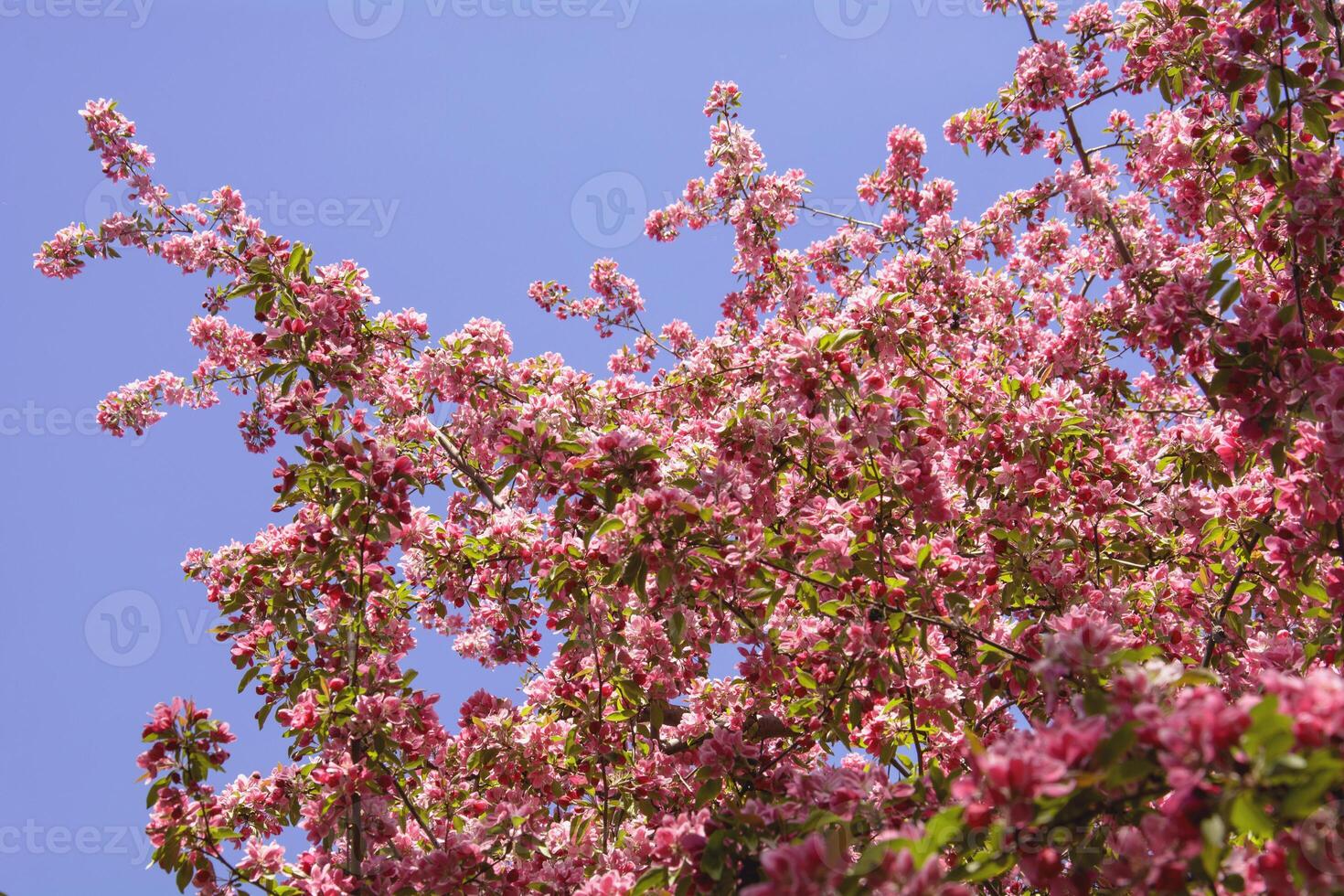 A tree with pink flowers and a blue sky photo
