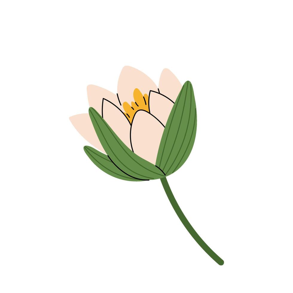 Half-closed waterlily bud. Delicate flower with cream coloured petals. Water plant, pond. Flat illustration on white background. vector