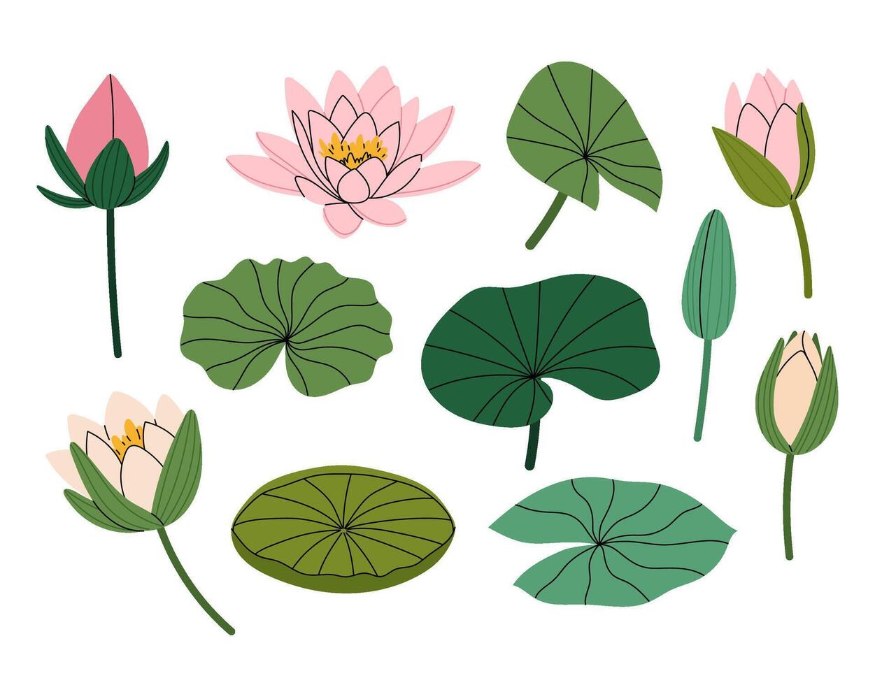 Water lily. Set illustrations elegant lily flower. Buds and leaves lotus or water lily. For summer prints, invitations, cards, posters. vector