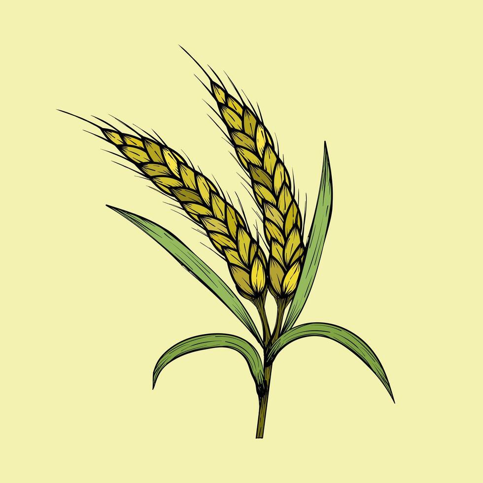 Wheat plant with golden-brown ears and green leaves vector