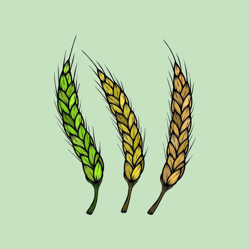 Wheat stalks in different stages of ripeness illustration vector