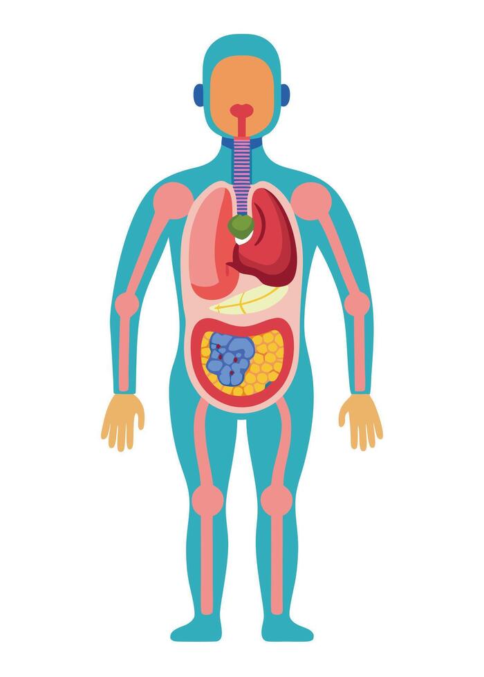 Human body anatomy illustration vector