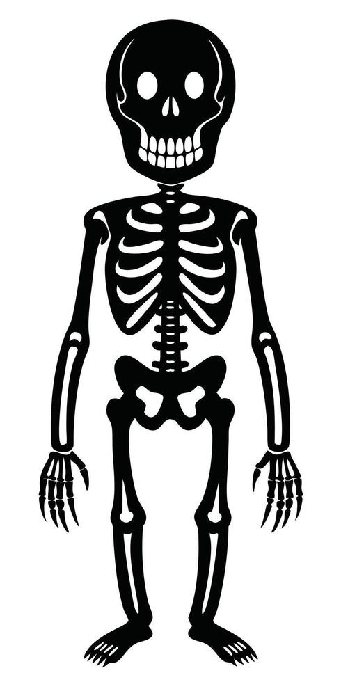 A skeleton is standing in front of a white background vector