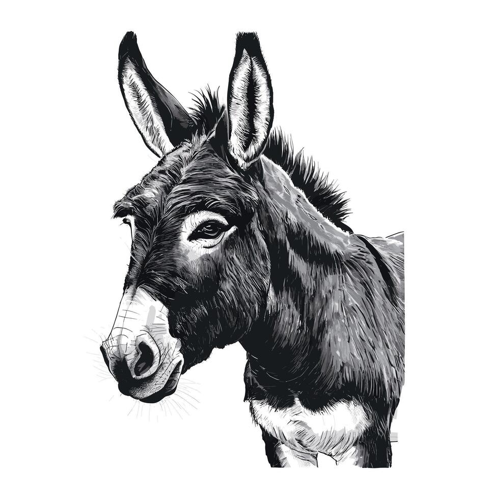 A black and white drawing of a donkey vector
