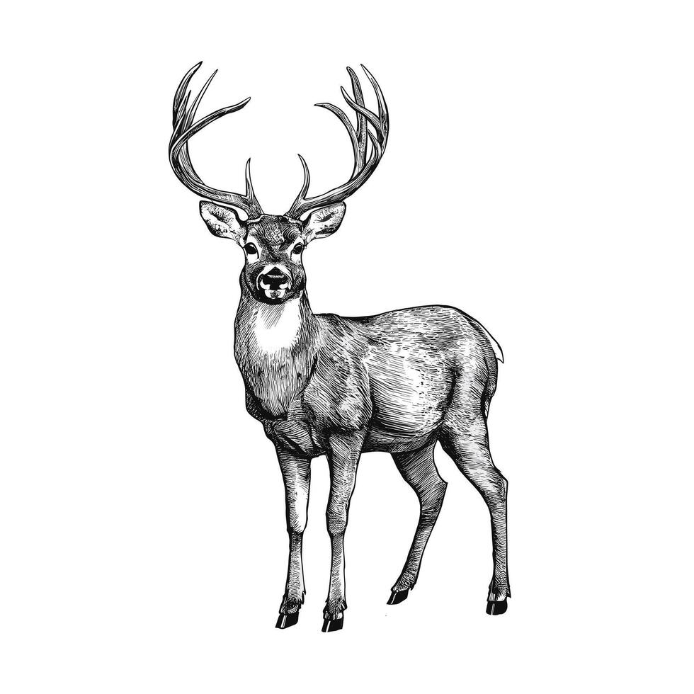 A black and white drawing of a deer vector