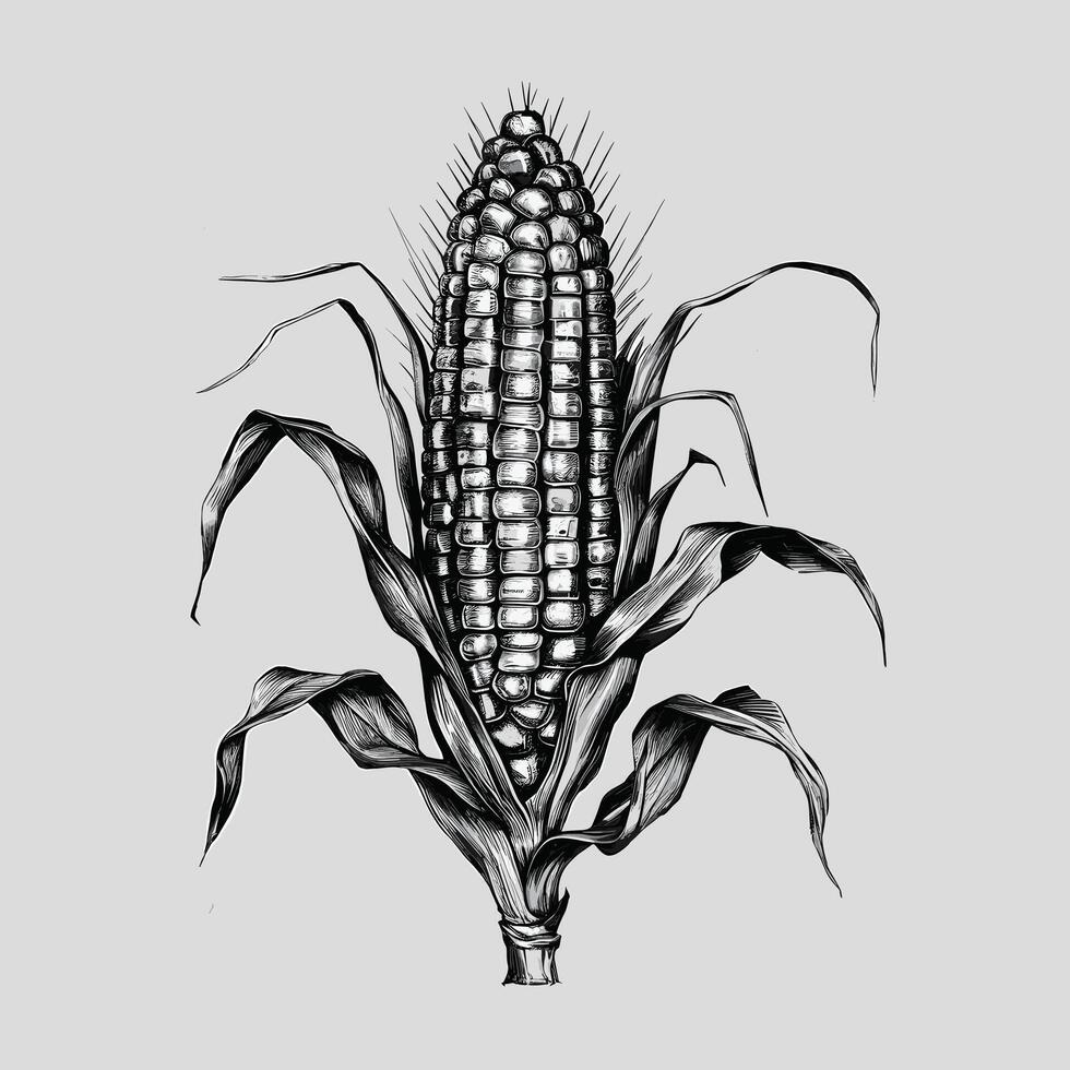 Corn on the cob illustration vector