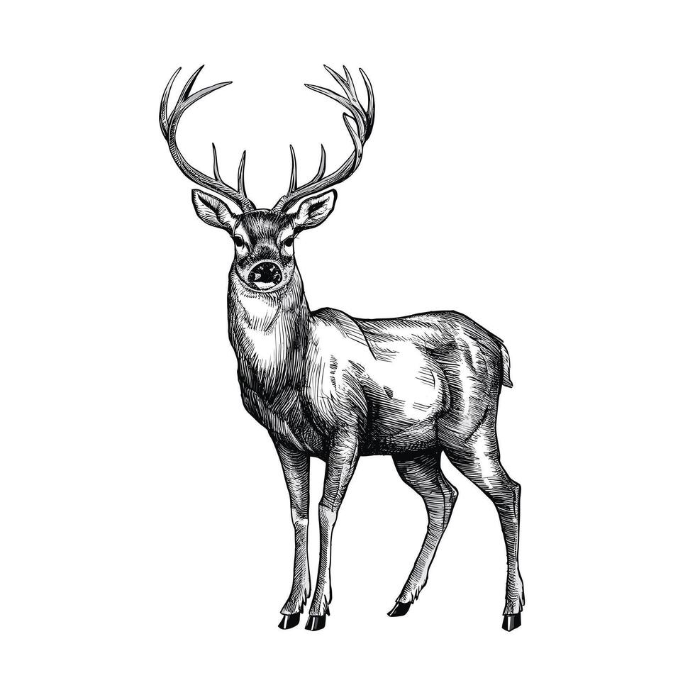 A black and white drawing of a deer vector