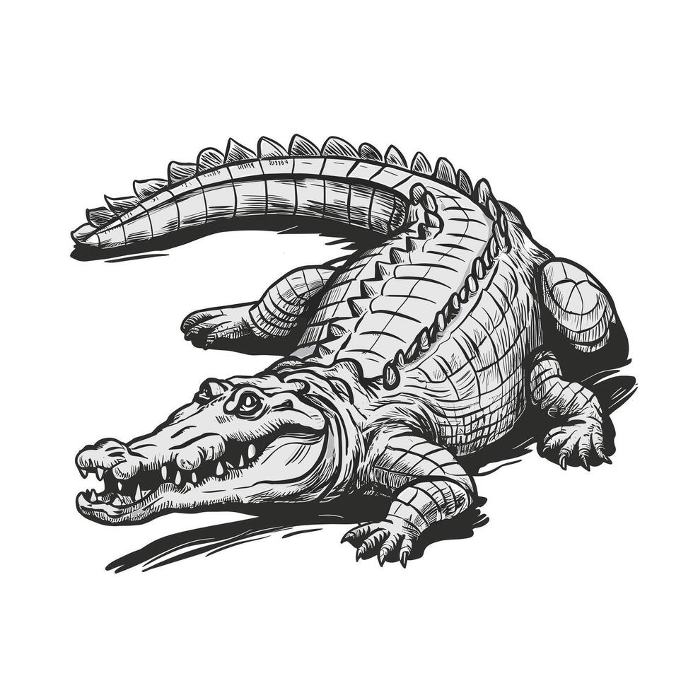 A drawing of an alligator on a white background vector