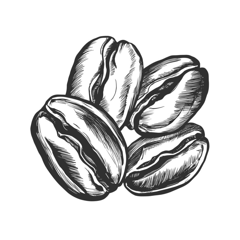 Coffee beans hand drawn sketch illustration vector