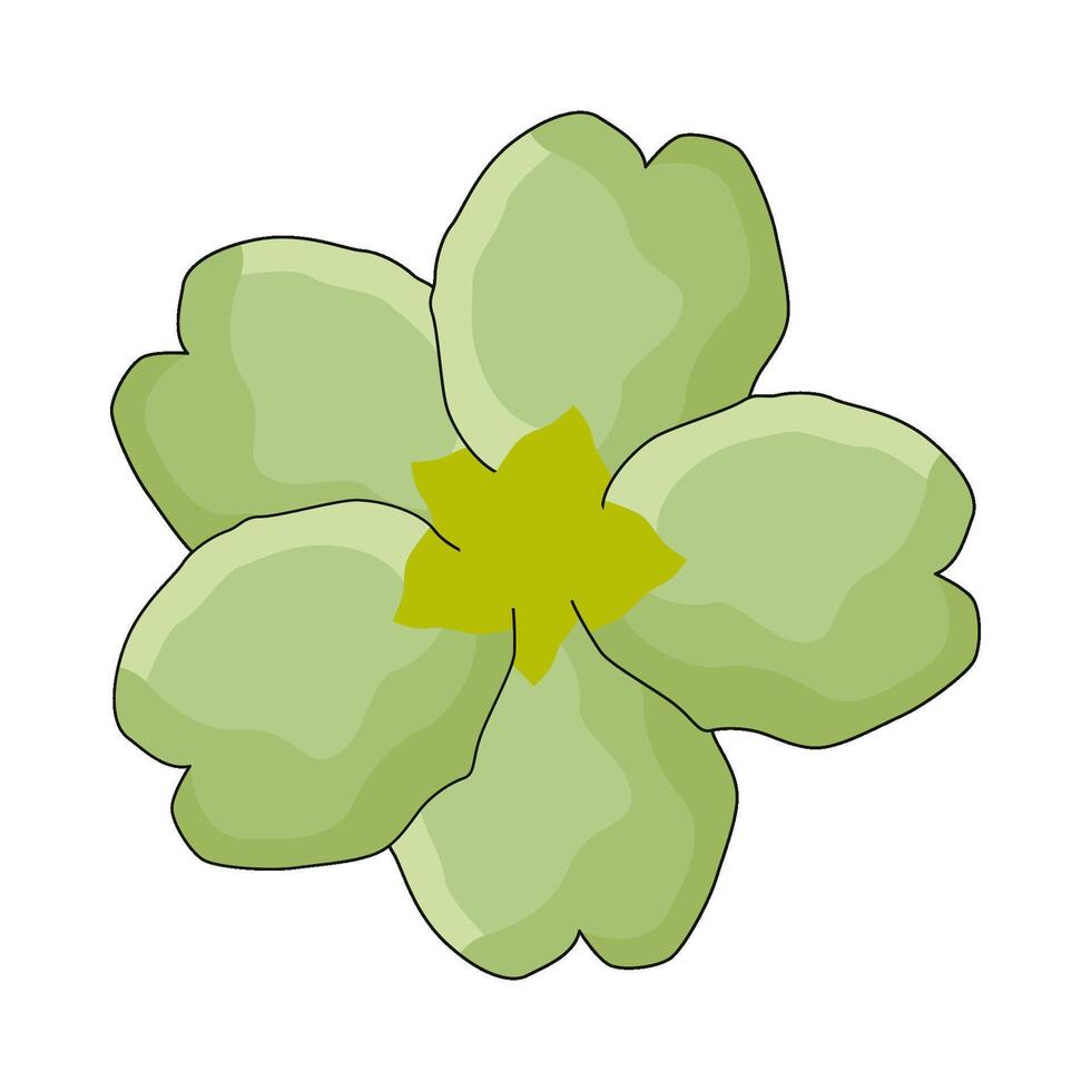 illustration of primrose vector
