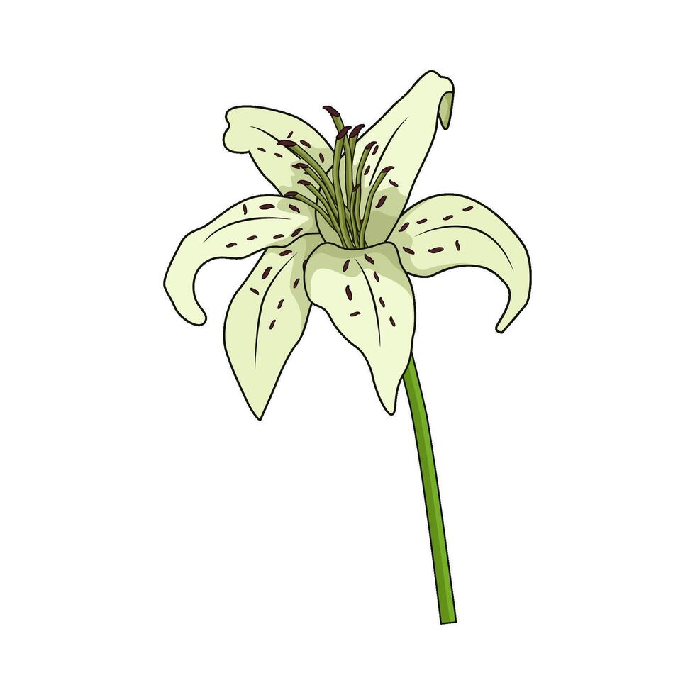 illustration of lily vector