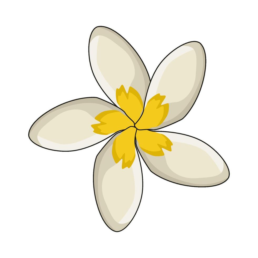 illustration of plumeria vector