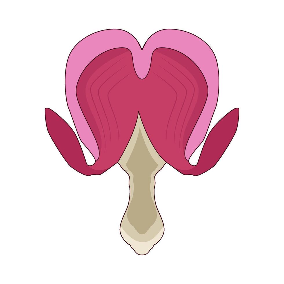illustration of bleeding heart flower vector