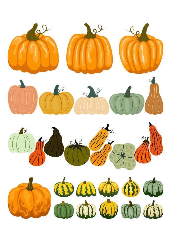 A collection of different pumpkins and gourds. Flat illustration set Autumn, Thanksgiving, Harvesting. vector