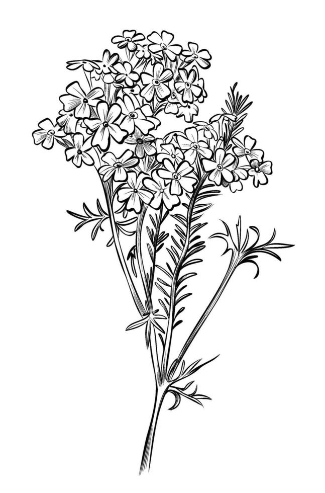 black and white hand drawing of a verbena flower illustration vector