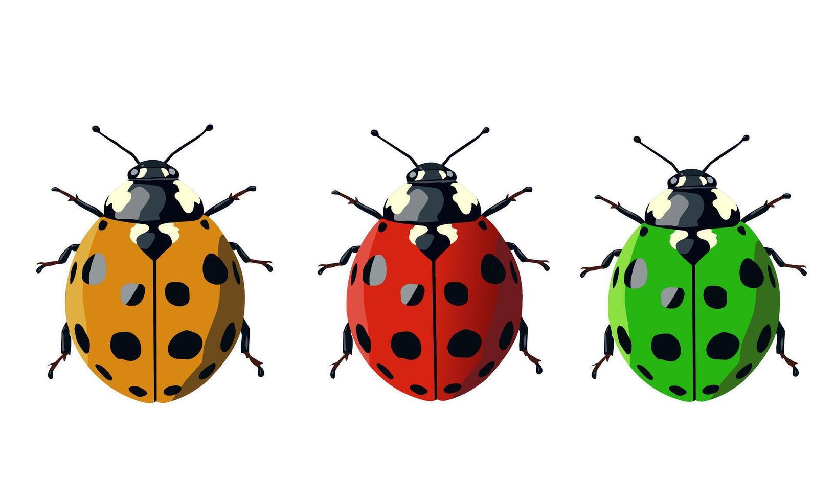 Three ladybug detail close up view isolated on white background vector