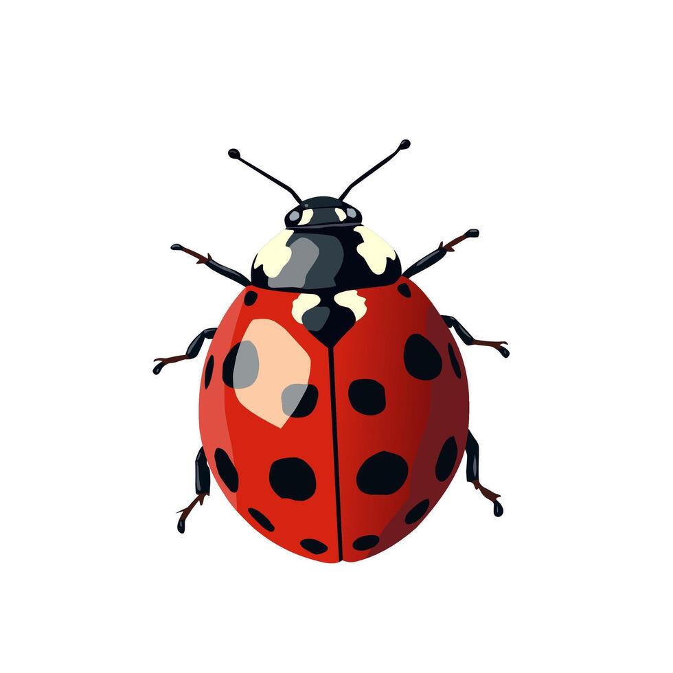 ladybug detail close up isolated on white background vector
