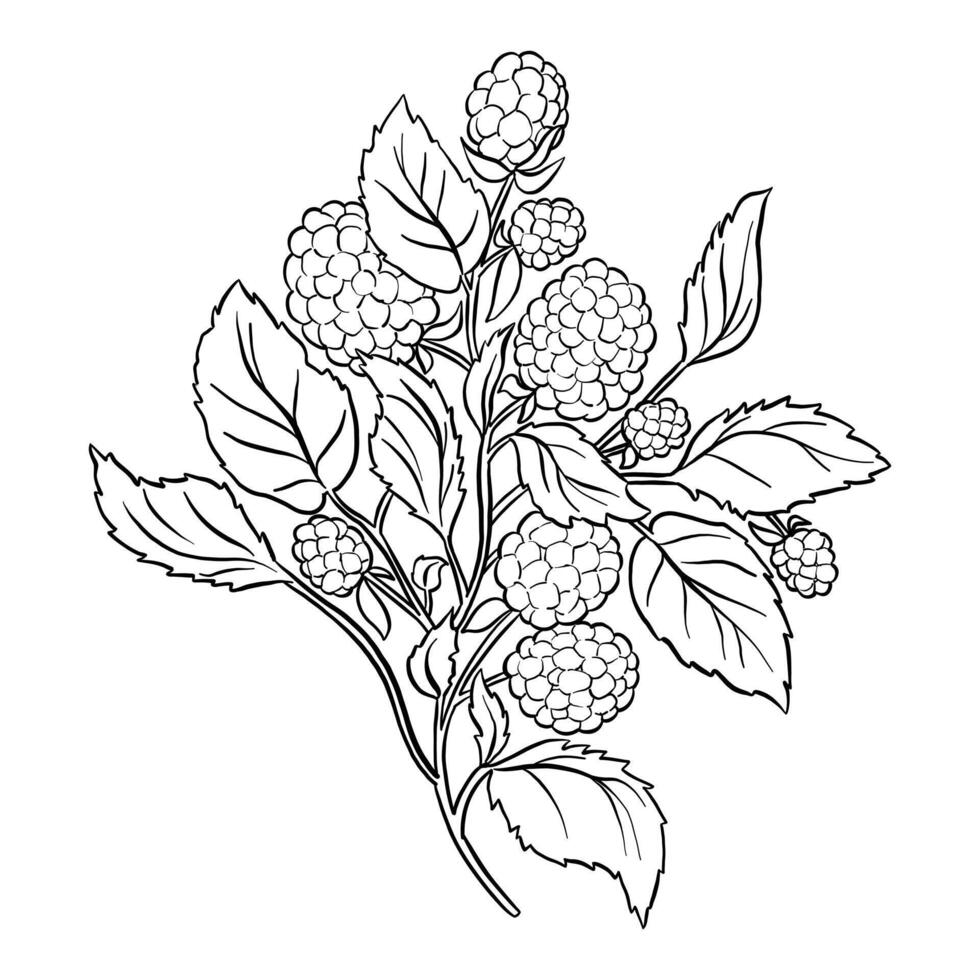 Berry Branch Line Art Illustration Isolated on White vector