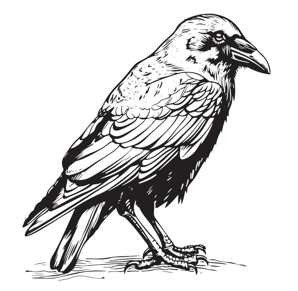 Black crow sketch hand drawn in doodle style illustration Cartoon vector
