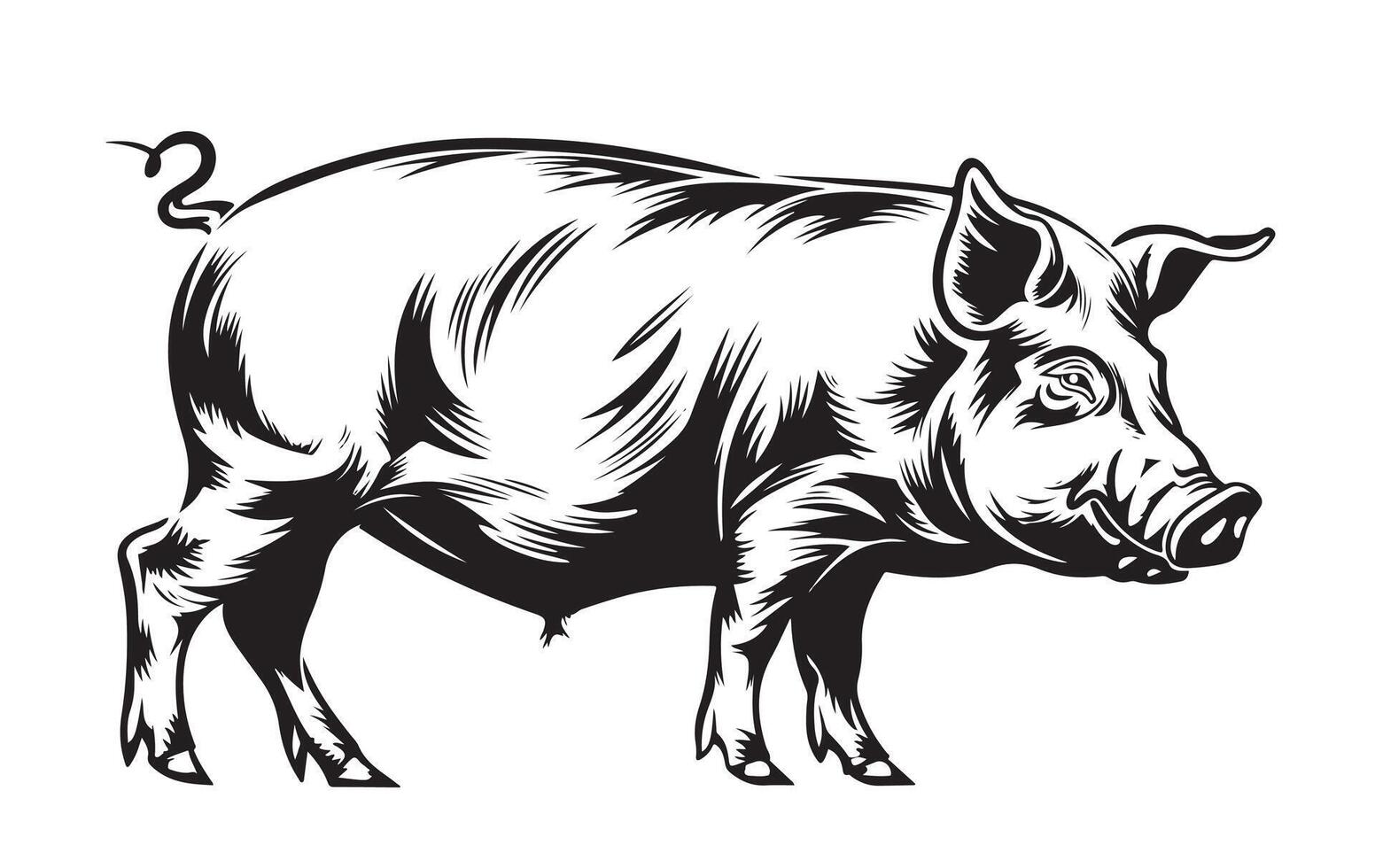 A black and white drawing of a pig vector