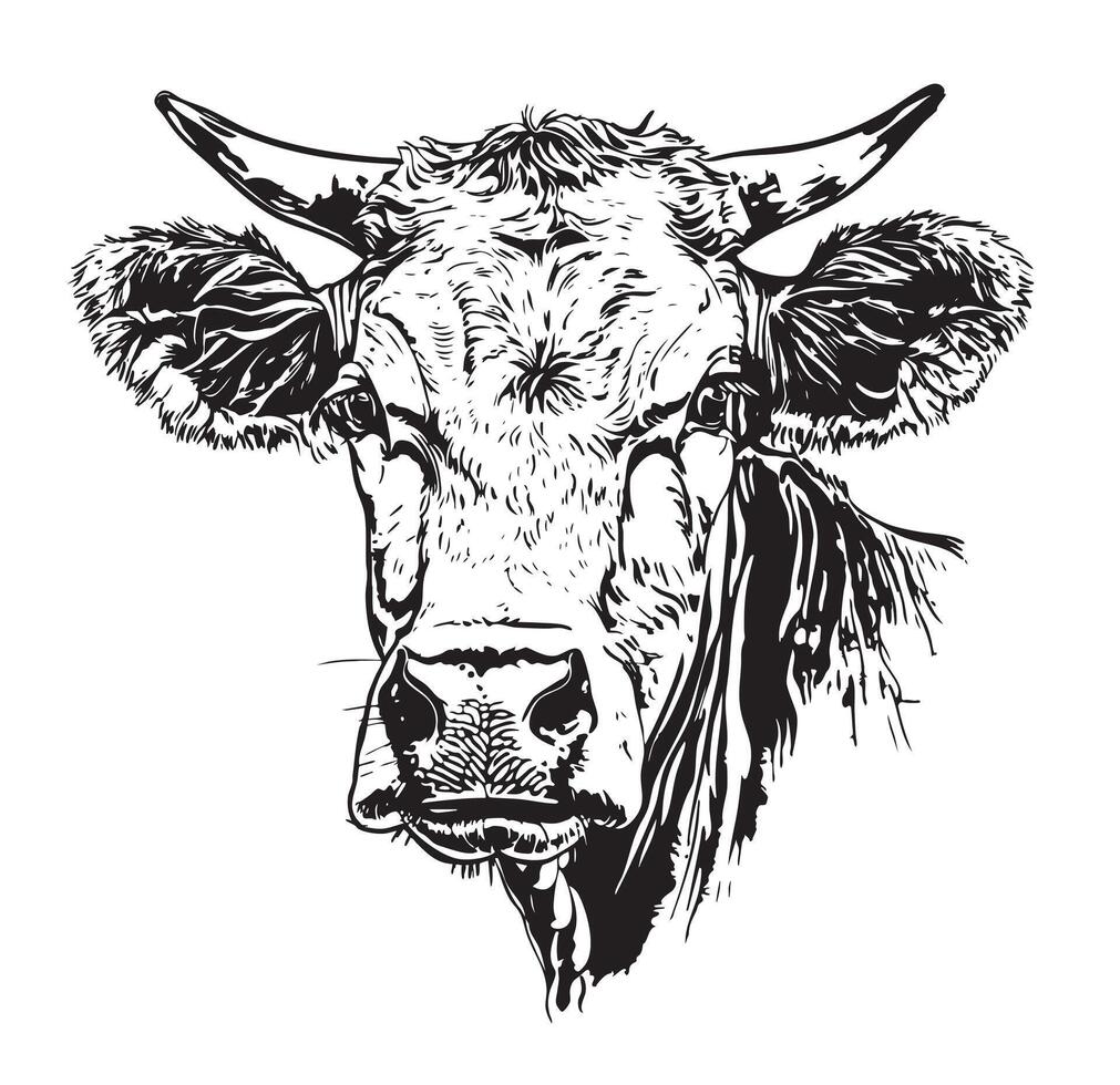 Cow head sketch hand drawn engraving style illustration vector