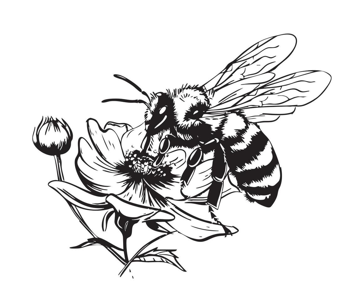 Bee on flower vector