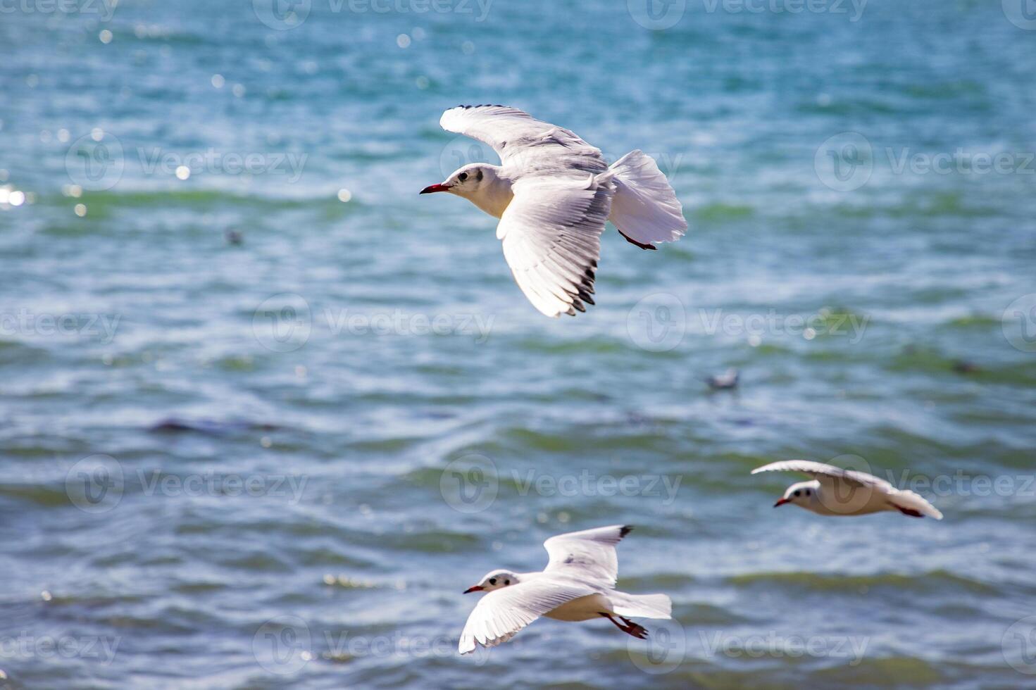Flying seagulls over the sea photo