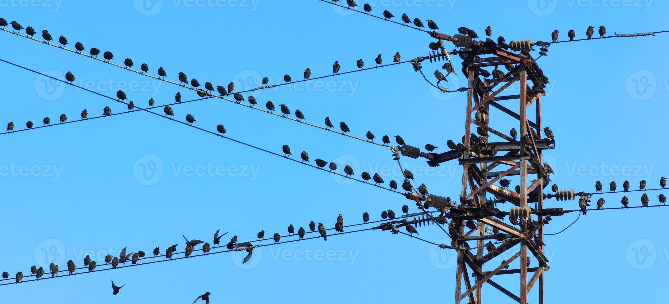 Many birds are sitting on the power line cable and power tower photo