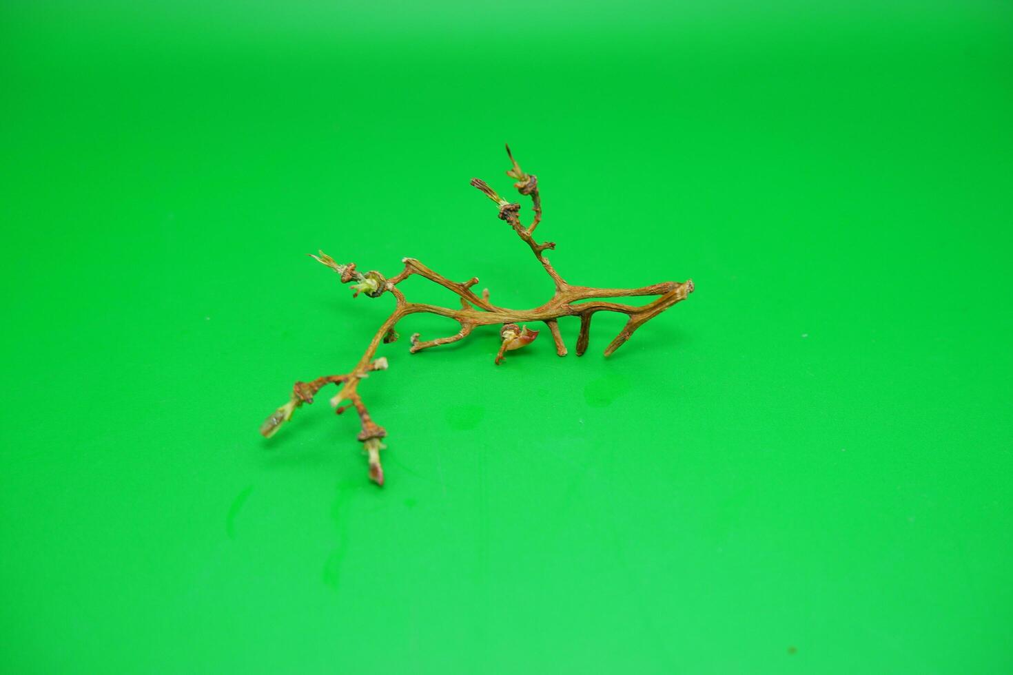 grape vine branch isolated on green background photo