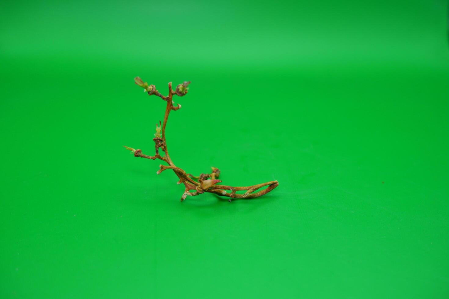 grape vine branch isolated on green background photo