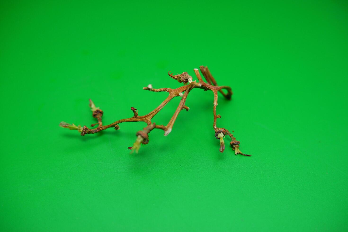 grape vine branch isolated on green background photo