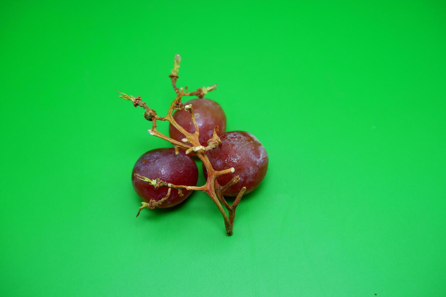 3 grapes and their branches isolated on green background. Fresh purple grapes. photo