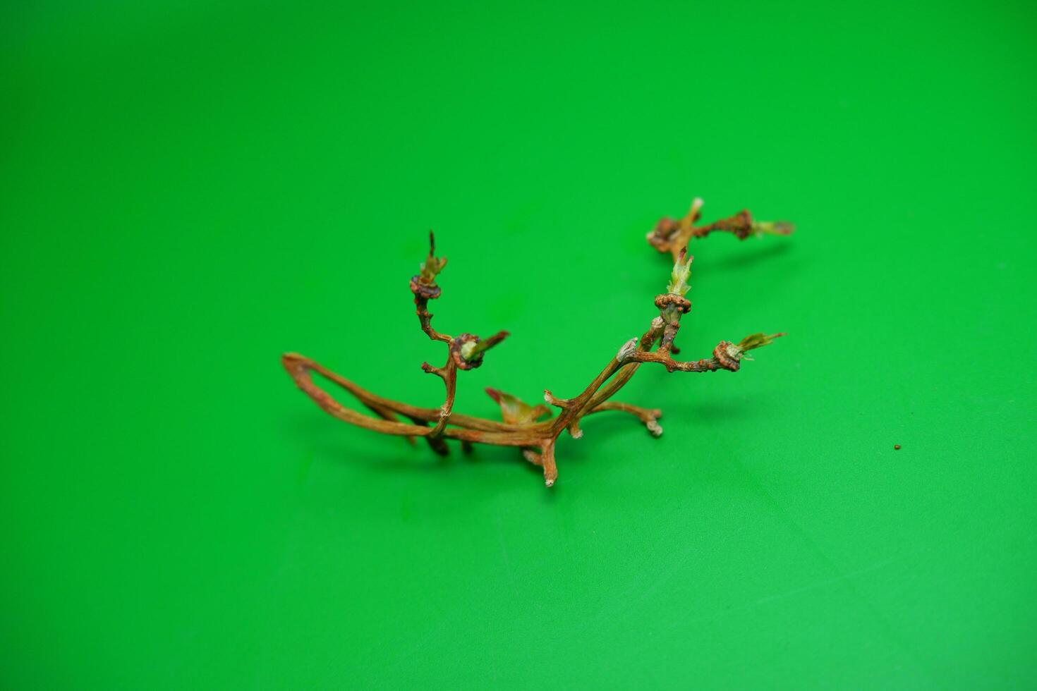 grape vine branch isolated on green background photo