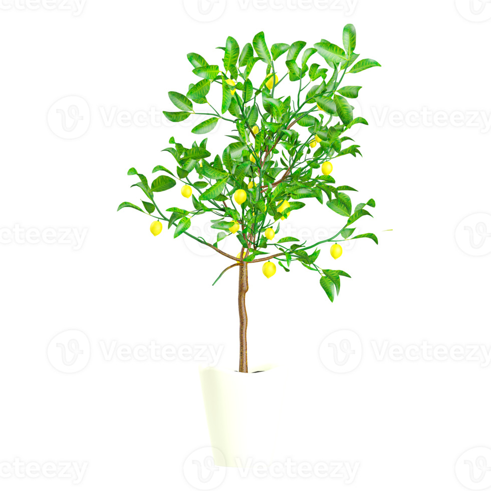 3d rendering of Lemon tree isolated on transparent Canvas png