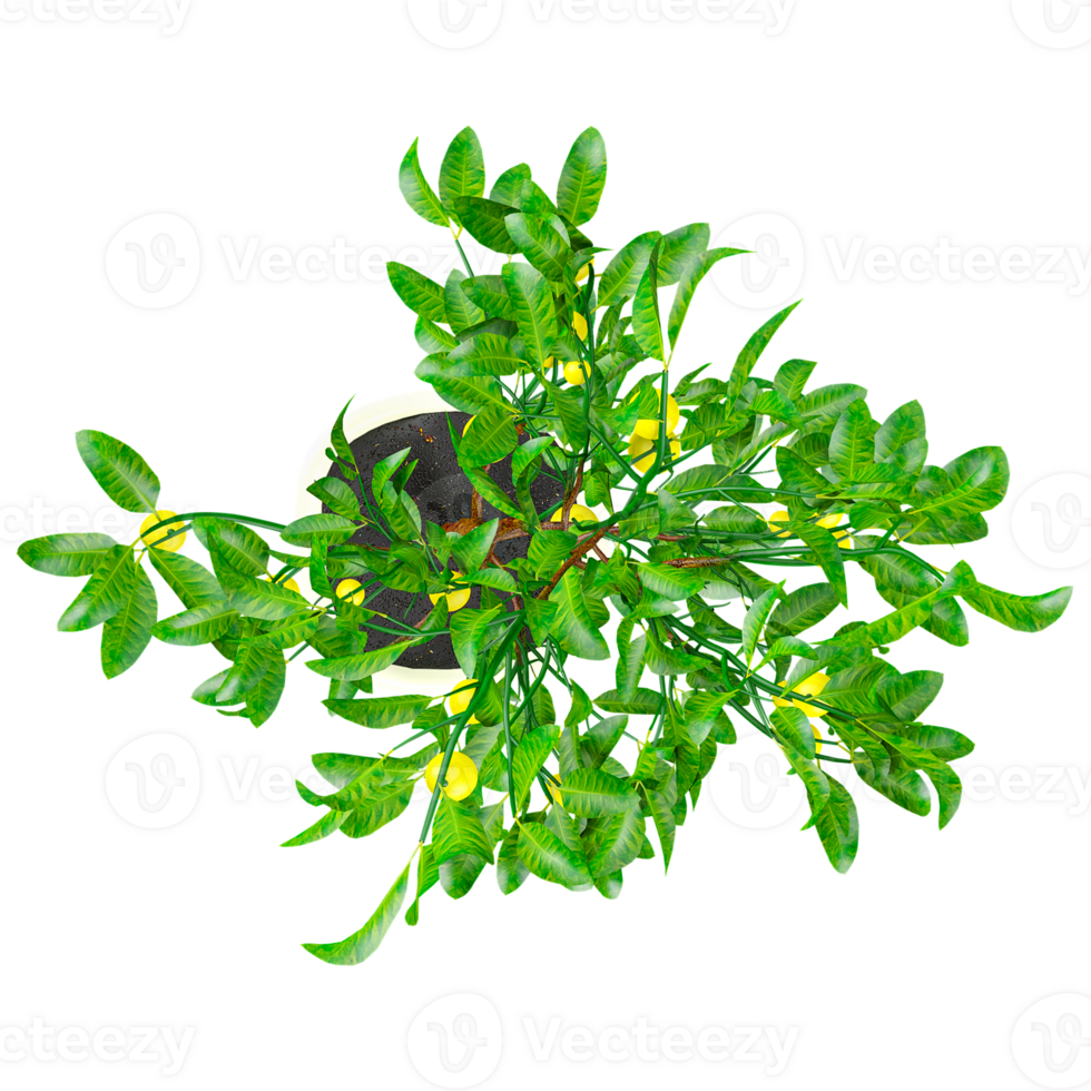 3d rendering of Lemon tree isolated on transparent Canvas from the top view png