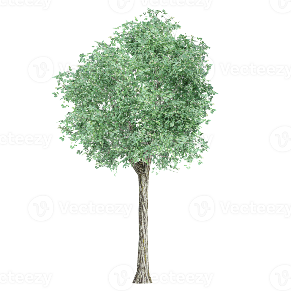3d Rendering Of Tilia tree on Transparent Canvas png